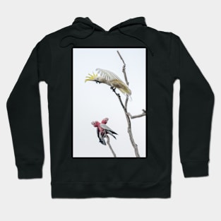 Get Off My Perch Hoodie